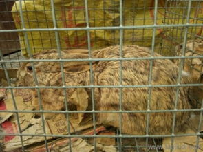 揭阳野兔养殖场 杂交野兔种兔价格多少钱一只价格 厂家 图片