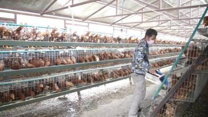 北安市:大力发展畜禽养殖脱贫攻坚成效显著
