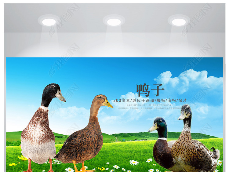 农业生态养殖家禽鸭子海报设计