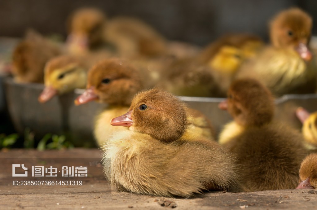 麝香鸭小鸭Musk duck ducklings