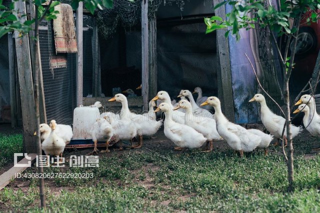 家禽场上许多家养的小鸭子Many small domestic ducklings on the poultry yard